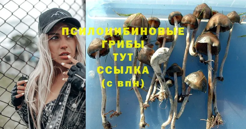 KRAKEN рабочий сайт  Инсар  Галлюциногенные грибы Psilocybe 